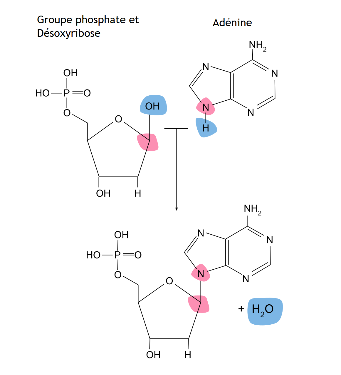 Acide désoxyribonucléique, L'adénine s'associe au désoxyribose pour former un nucléotide, StudySmarter