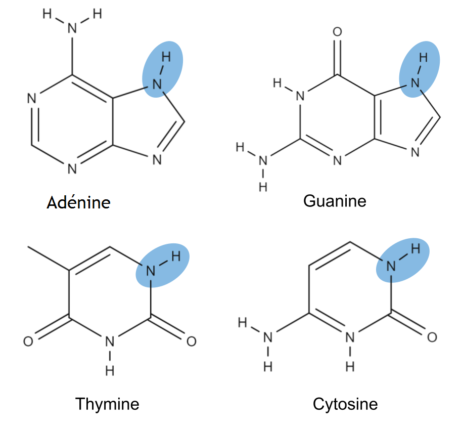 Acide désoxyribonucléique, Bases de l'ADN, StudySmarter