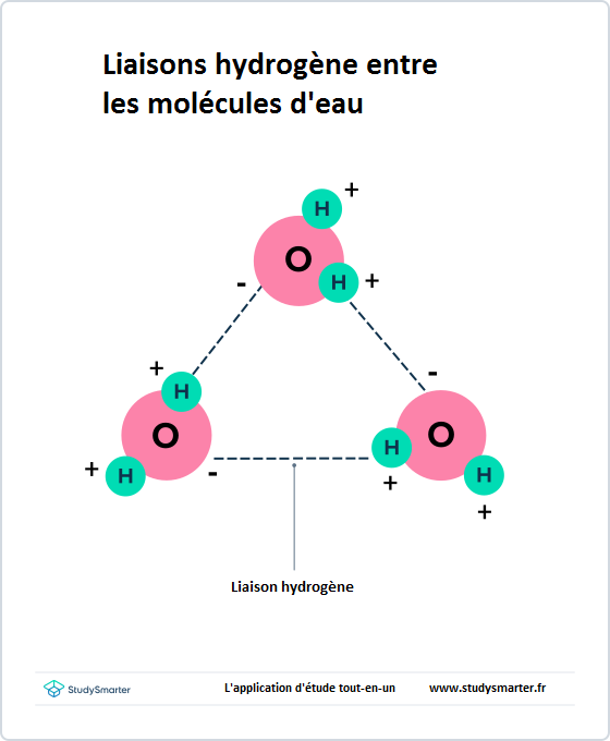 Liaisons hydrogène, Liaisons hydrogène entre les molécules d'eau, StudySmarter