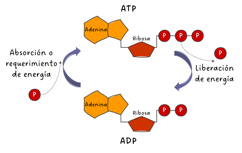 Síntesis de ATP a partir de ADP, StudySmarter Originals