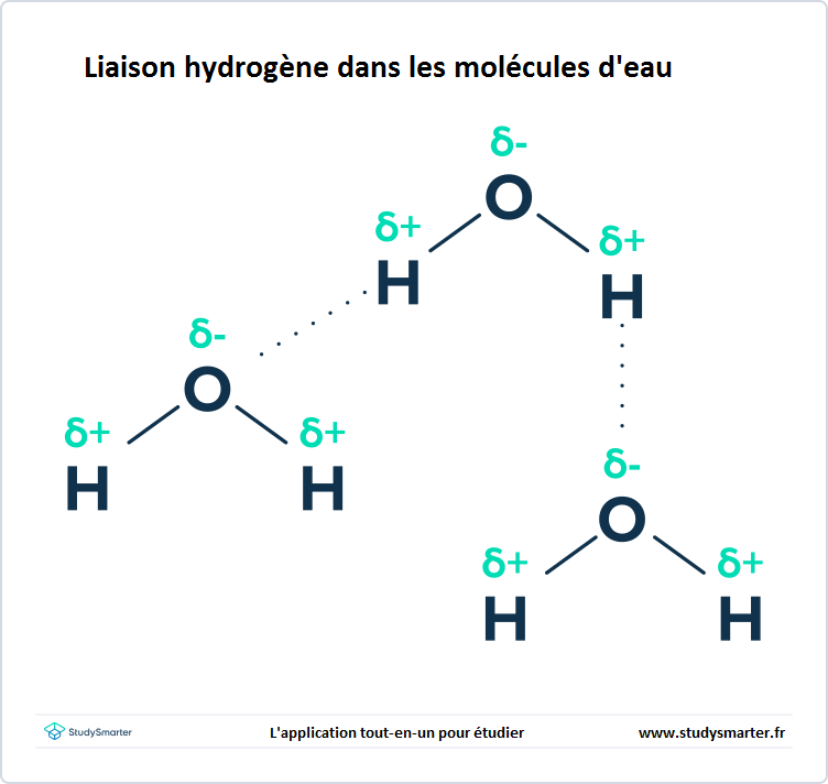 Liaisons intermoléculaires, Liaison hydrogène dans les molécules d'eau, StudySmarter