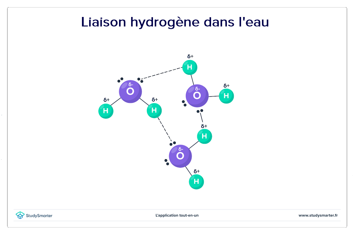 Liaison hydrogène, Liaison hydrogène dans l'eau, StudySmarter