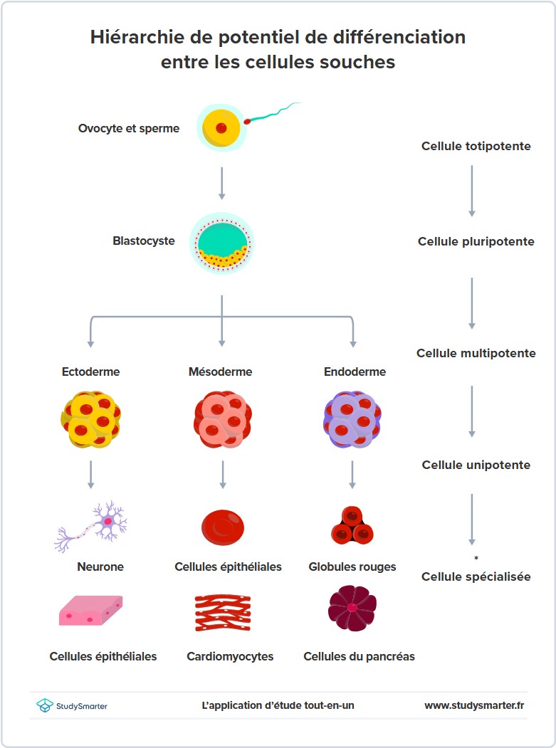 Cellule souche, Potentiel de différenciation StudySmarter