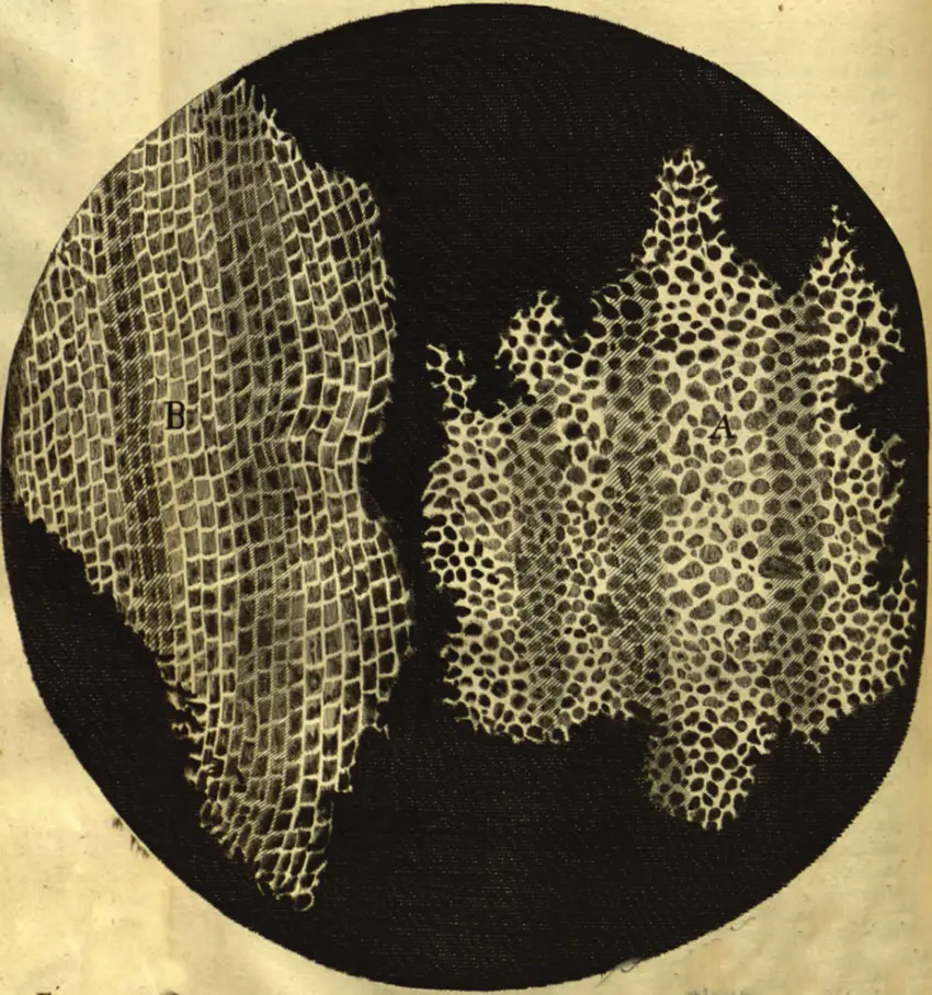 Robert Hooke Korkzeichung Zellen StudySmarter