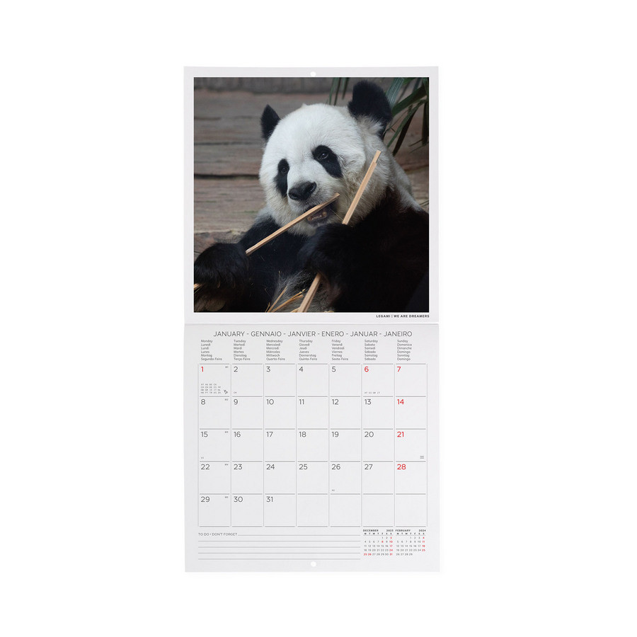 Legami Kalender 2024 Life is Pandastic 18x18 cm - Photo Collection