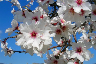 mandelblüte mallorca