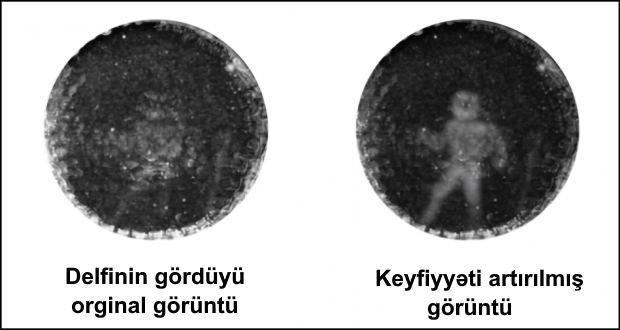 Delfinlər insanları belə görür