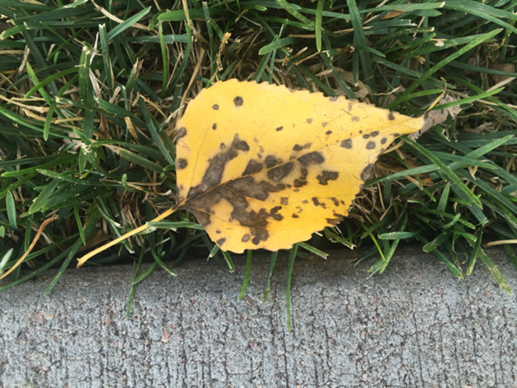 Çəkdiyiniz şəkillərin daha yaxşı çıxması üçün 10 üsul