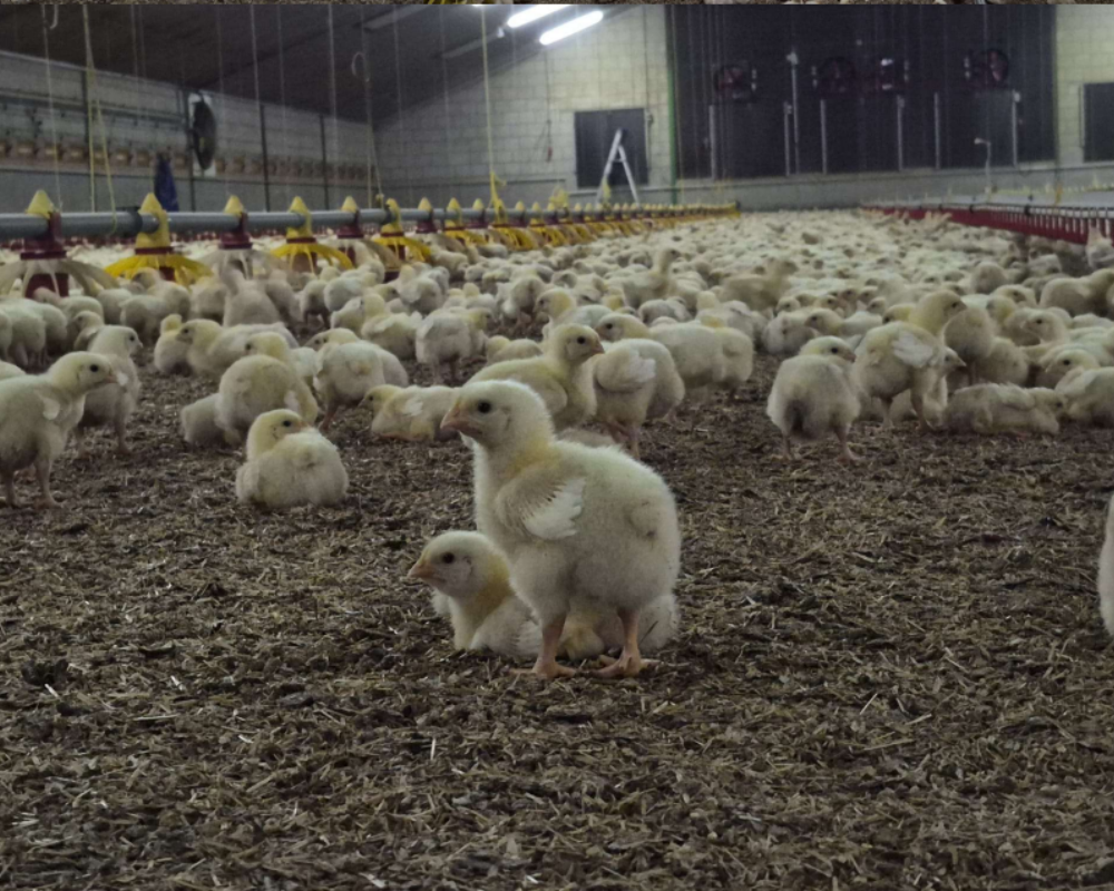 TD Bedding poultry 5