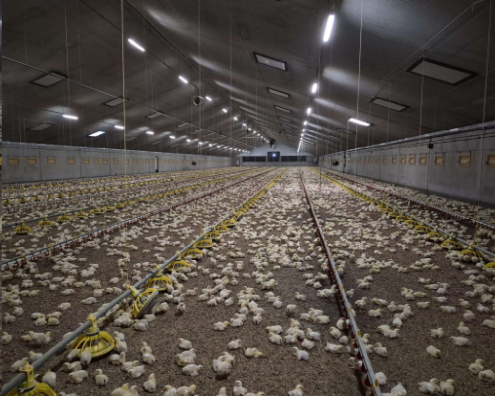 TD Bedding poultry 1