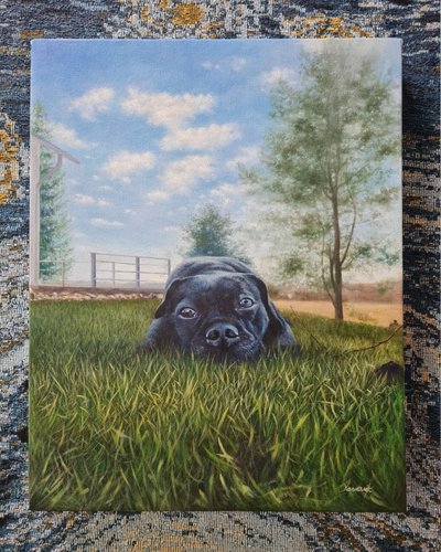 Dog portrait of a dog in a grassy field