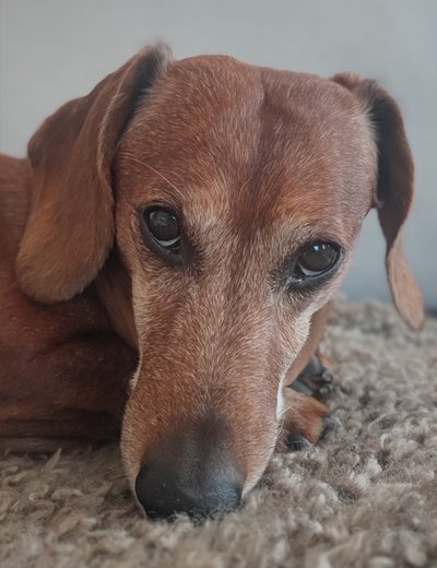 Original photo of a brown dog
