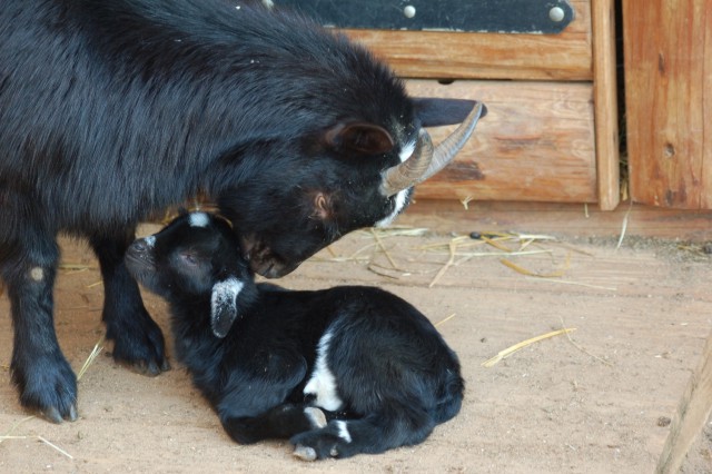 V zoo se narodilo první letošní mládě