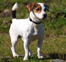 Vyhláška omezuje volný pohyb psů na dalších místech