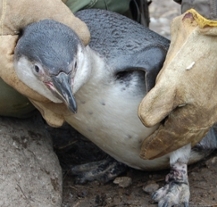 V zoologické zahradě odchovali sté mládě tučňáka