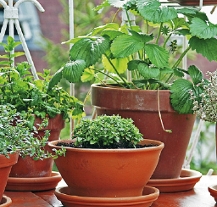 Ve čtvrtek se U Branky koná Zahradnický festival