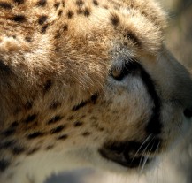 Gepardi z plzeňské zoo už mají svá jména