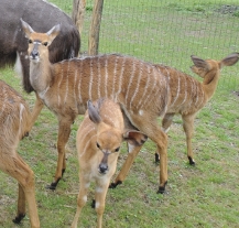 Kmotrem samečka nyaly nížinné se stal náměstek Martin Zrzavecký