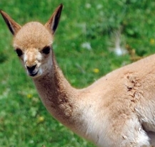 V plzeňské zoo se narodilo třetí mládě lamy vikuni