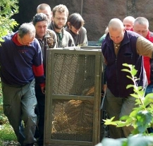 Dvouletý tygr ussurijský César odcestoval do zoo Limpopo na Ukrajině