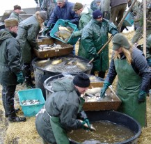 Vánočního kapra a stromek koupíte u rybníka Košinář