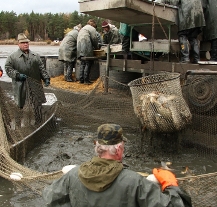 Výlov Drahotínského rybníka je spojený s prodejem kaprů