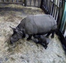 V zoo se narodilo vzácné mládě nosorožce