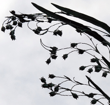 V botanické zahradě je nově k vidění sedmimetrová plastika trávy