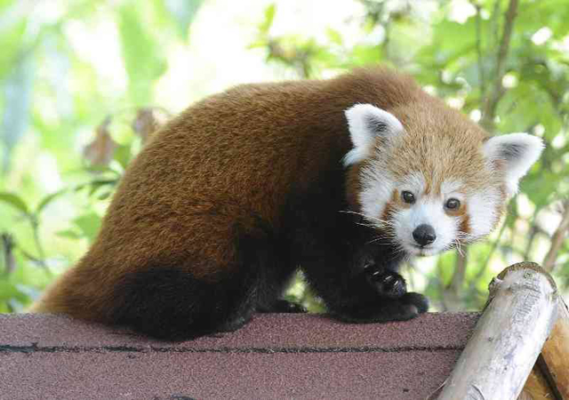 Roční samičku pandy červené získala plzeňská zoo - foto Zoo Plzeň