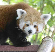 Roční samičku pandy červené získala plzeňská zoo