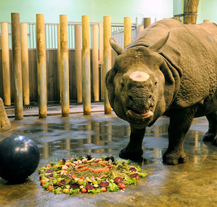 Baabuu oslavil narozeniny s plzeňskými fotbalisty