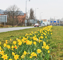 Desítky tisíc narcisů vykvetly v Plzni, vysázel je stroj