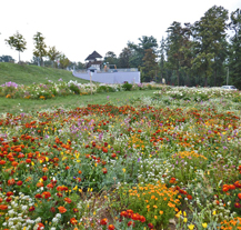 Pomozte vybrat nejkrásnější letničkovou směs