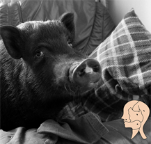 Unikátní projekt o vztazích člověka a zvířete nabídne Depo2015