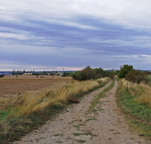 Křimice vysází alej ovocných stromů, mají dotaci od státu
