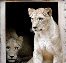 Plzeňská zoo má atraktivní přírůstek, získala dvě roční lvice