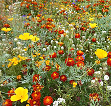 Plzeň má svou nejkrásnější letničkovou směs, ponese název Plzeňská květnice