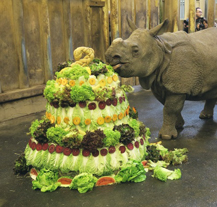 Samička nosorožce indického Maruška oslavila druhé narozeniny