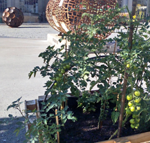 Komunitní zahradničení nabízí kreativní zóna Depo2015