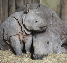 Samička nosorožce indického Maruška za měsíc odjíždí
