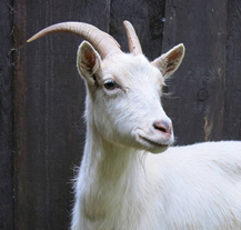 Hledá se nový majitel kozy odchycené minulý týden na Vinicích