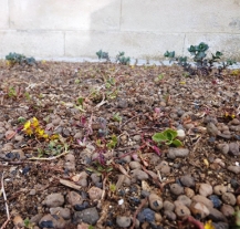 Nové záhony suchomilných rostlin vznikly v Kopeckého sadech