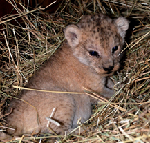 V plzeňské zoo se narodilo mládě lva berberského