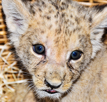 Primátor pokřtil samičku lva berberského, dostala jméno Amira