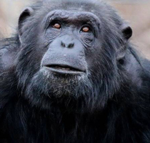 Zoologická zahrada otevřela opravený výběh pro šimpanze