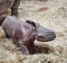 Plzeňská zoo má druhé mládě vzácného nosorožce indického