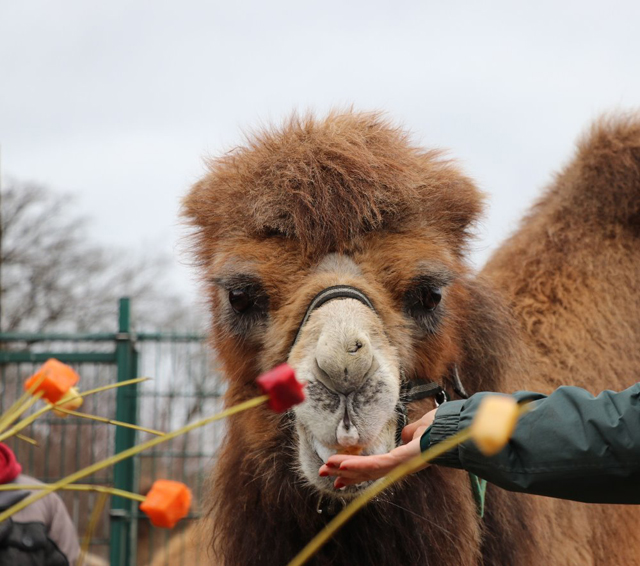 Dvacáté narozeniny oslavila v zoo velbloudice Josefína