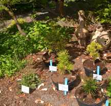 Mikulášské náměstí hostí výstavu květin