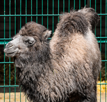 Plzeňské velbloudě dostalo jméno Anissa