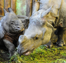 Do plzeňské zoo se můžete vydat i na Štědrý den